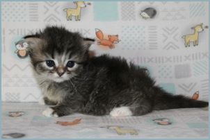 Female Siberian Kitten from Deedlebug Siberians 